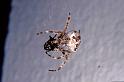 Araneus_diadematus_P1128_O_75_Les Gris_Frankrijk